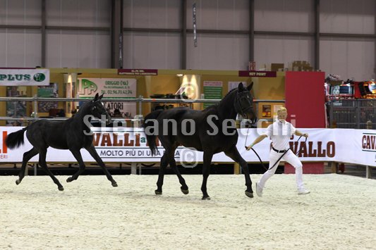 BELLY DANCER_MILANO_2010_SS3_7835.jpg